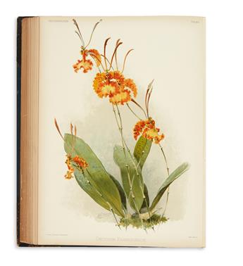 (ORCHIDS.) Sander, Frederick. Reichenbachia. Orchids Illustrated and Described.